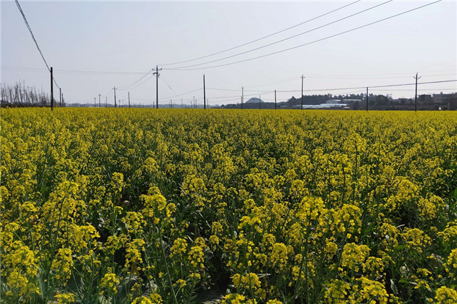 0207道县：油菜花香引客来02.jpg