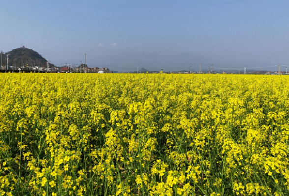 道县：油菜花香引客来