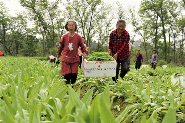 0329道县：蔬菜采摘忙  直供大湾区06.JPG