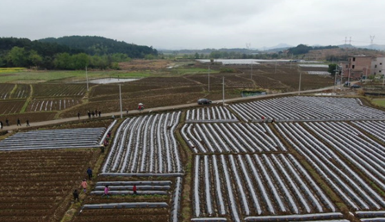 道县：烟叶种植保险为烟农撑起“保护伞”