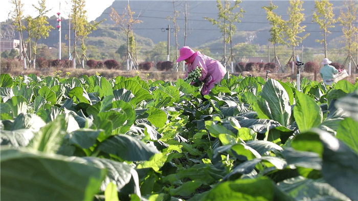 0215道县：订单蔬菜热销“粤港澳” 丰富春节“菜篮子” (1).jpg