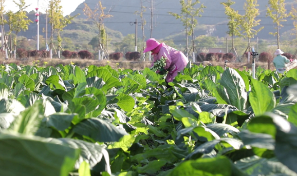 道县：订单蔬菜热销“粤港澳” 丰富春节“菜篮子”