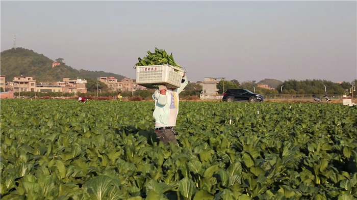 0215道县：订单蔬菜热销“粤港澳” 丰富春节“菜篮子” (3).jpg