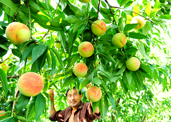 张家界市永定区长茂山果农采摘桃子。 张明涛 摄副本.jpg