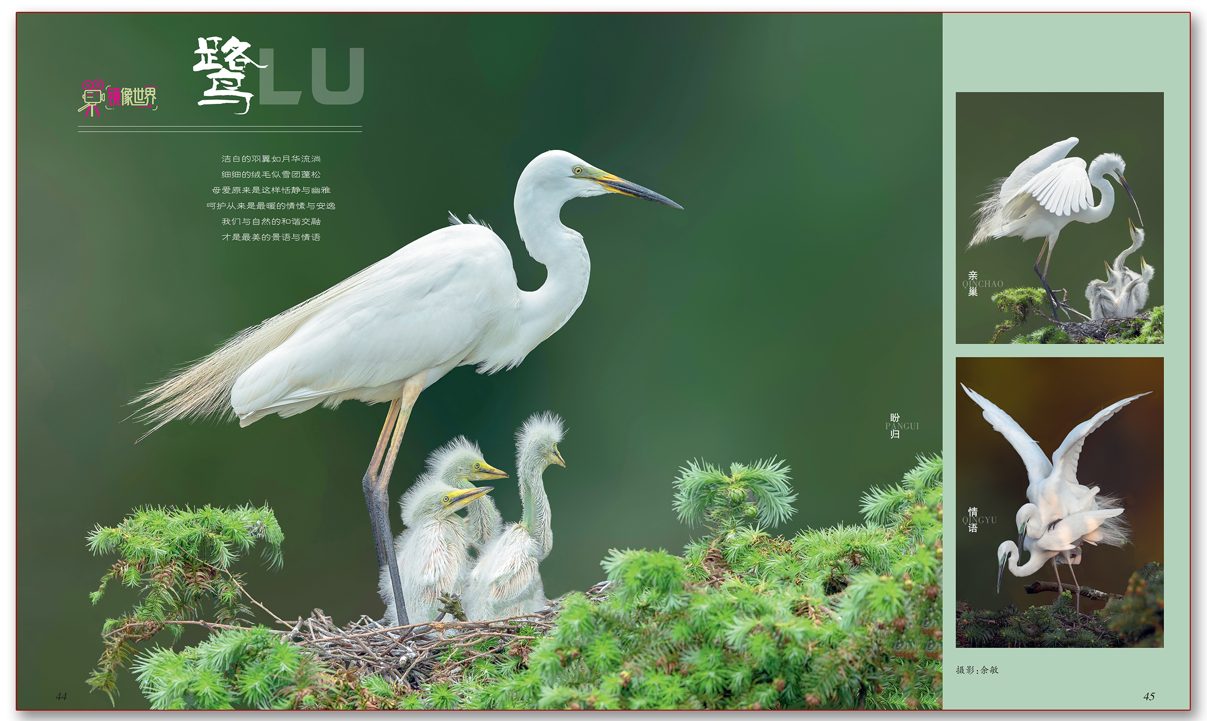 鹭.png