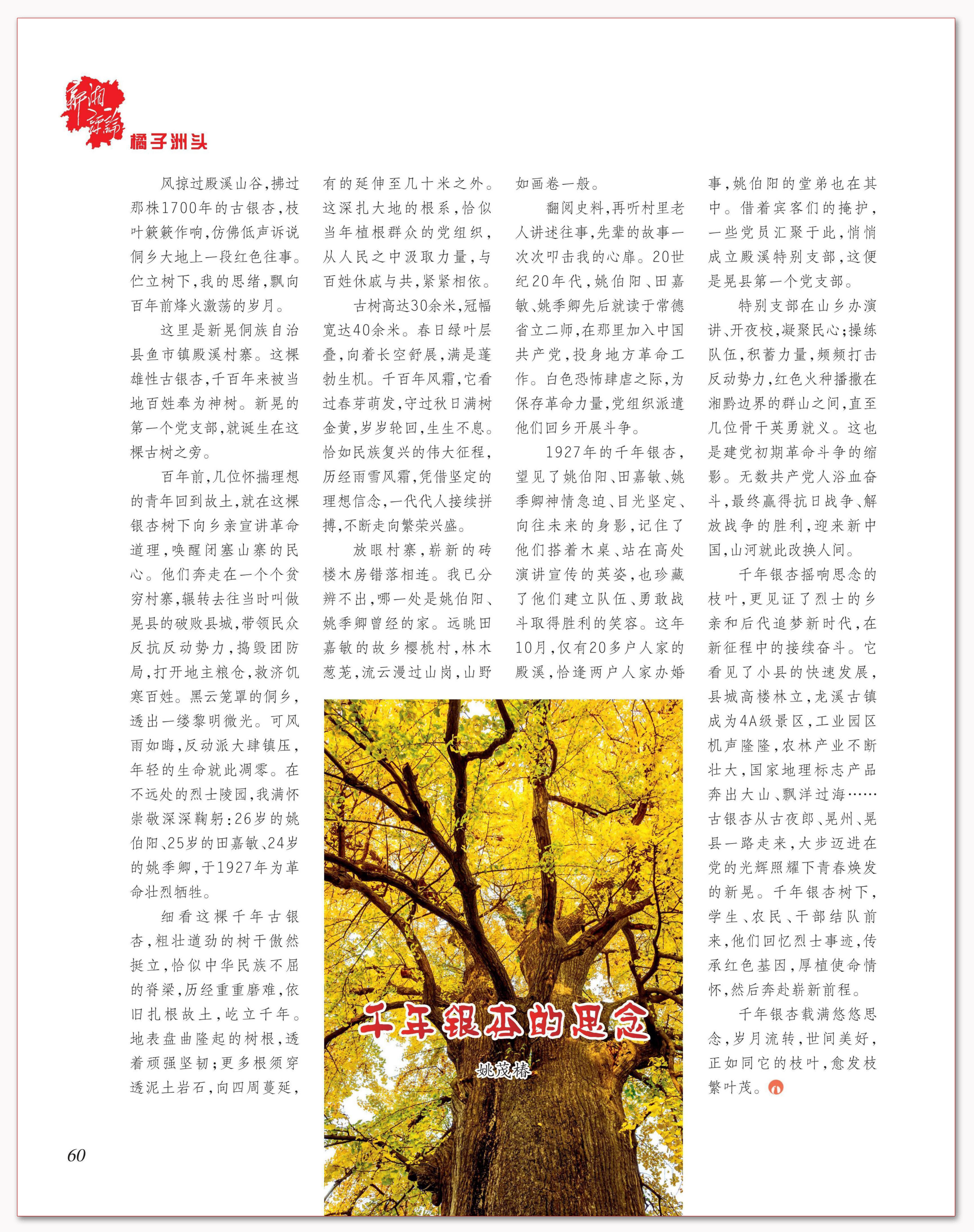 千年银杏的思念.png 千年银杏的思念.png