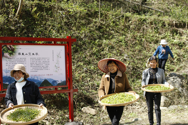 清明时节正值春茶采摘期，在湖南省东安县舜皇山国家森林公园管理局塘家村茶山工区，茶农们采摘茶叶后脸上洋溢着丰收的喜悦。_副本.jpg