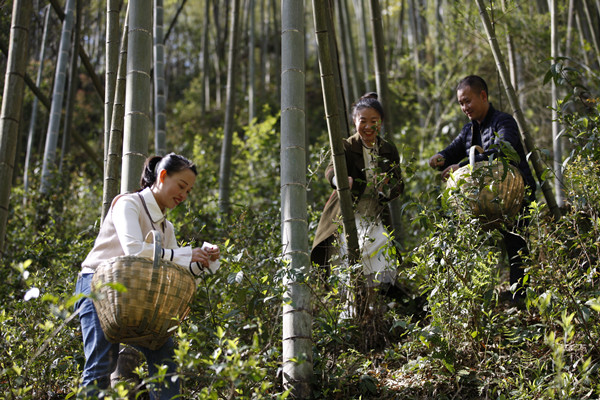 清明时节正值春茶采摘期，湖南省东安县舜皇山国家森林公园管理局塘家村茶山工区，游客们正在掇取竹间茶芽。_副本.jpg