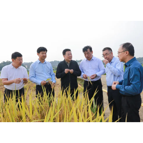陈飞在省农业科学院调研时强调 以创新思路推动种业工作向更高水平发展