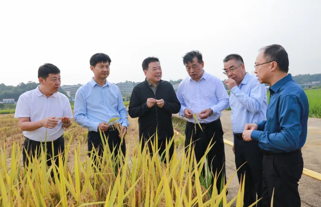 陈飞在省农业科学院调研时强调 以创新思路推动种业工作向更高水平发展