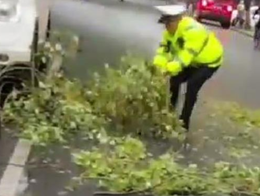 暖心！疾风骤雨致路边树木折断 鼎城交警及时消除隐患