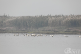 湖南沅江：南洞庭湖迎来首批“观光”候鸟