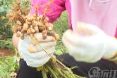 小花生成为乡村振兴“致富果”