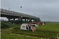 湖南沅江：稻油輪作田喜獲豐收