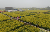 湖南沅江：保民油菜成网红打卡地