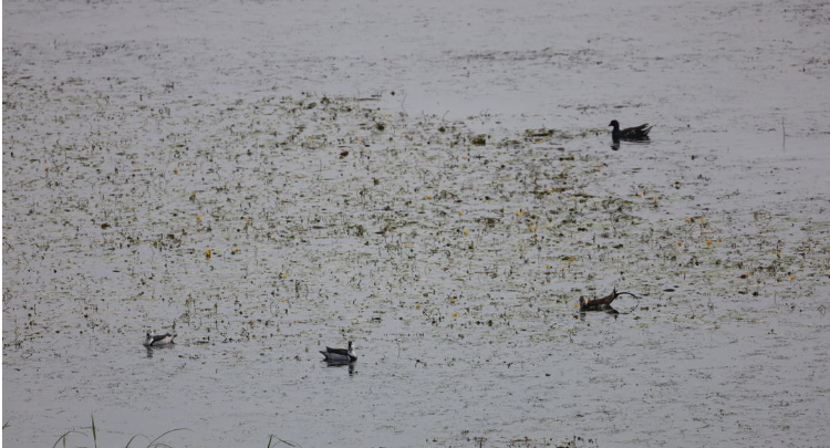 益阳沅江：世界上最小的鸭子做客车便湖