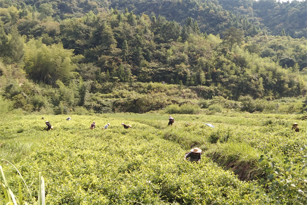 4月17日在莓茶园采摘莓茶的茶农们.png