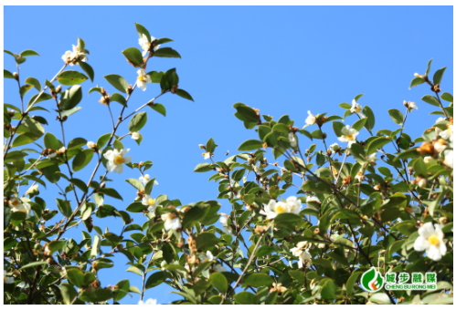 城步：油茶花开满枝头