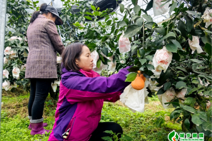 城步：柑橘满园迎丰收 采摘尝鲜正当时