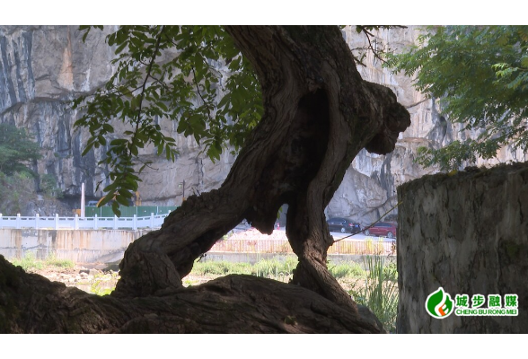 城步：榆树长“疙瘩” 酷似“奇猴子”