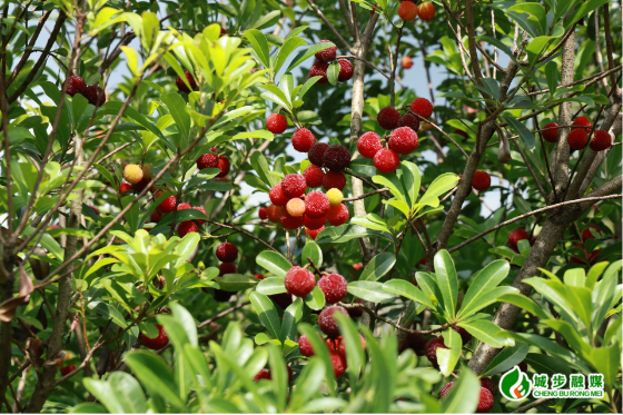 城步：楊梅紅滿枝 “梅”好經濟助民增收