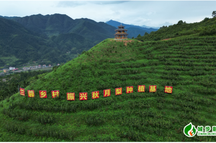 城步高山秋月梨甜蜜上市