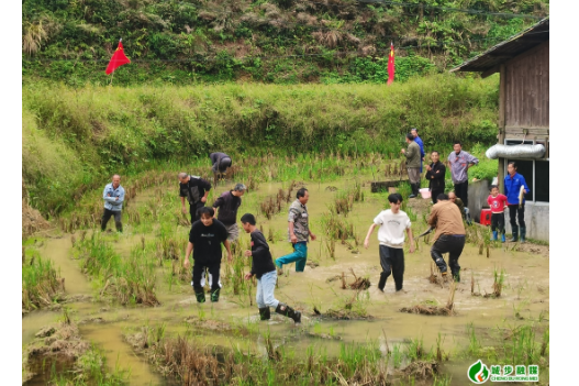 白毛坪镇大横村：趣味抓鱼闹田间 民俗油茶庆丰年