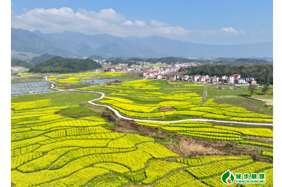 金紫乡：春风拂沃野 遍地油菜黄