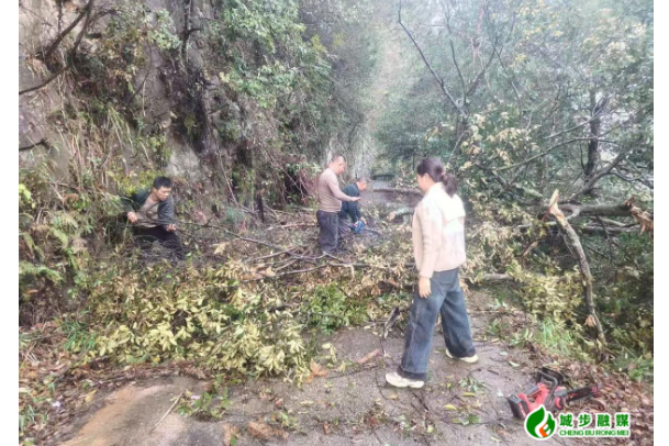 白毛坪镇闻“汛”而动 全力清除倒伏树木保畅通