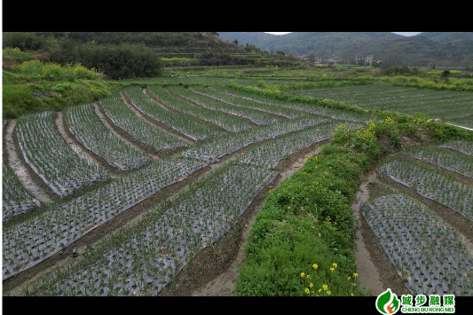 西岩镇：春末管护忙 丰收绘新卷