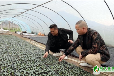 西岩镇：特色产业促振兴 工业丝瓜栽种忙