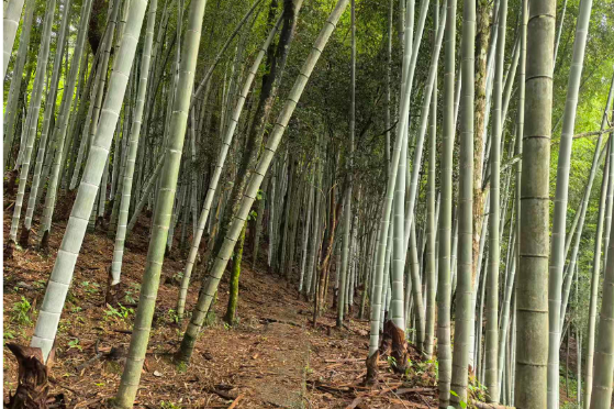 竹海领路人 —— 致金水村王晋龙