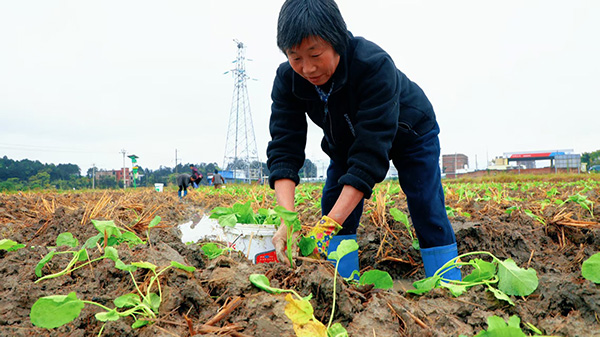 (图片新闻)蓝山县油菜移栽忙2.jpg