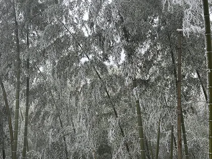 我县冬日限定雾凇奇观 扮靓数十公里林海