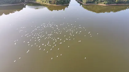 蓝山县迎来候鸟迁徙高峰 千只鹭鸟齐聚白鸤洞水库湿地