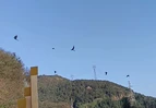 蓝山四海坪首次监测到黑卷尾大规模集群南迁