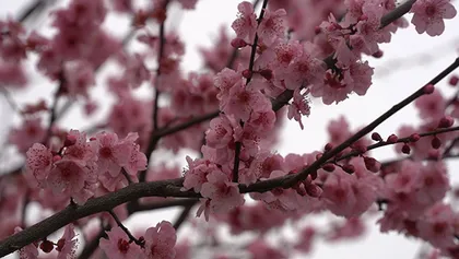 美丽蓝山：早樱烂漫 与春同频