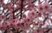 蓝山：早樱烂漫 与春同频