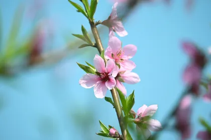 美景如画丨蓝山春日：桃花盛放引客来