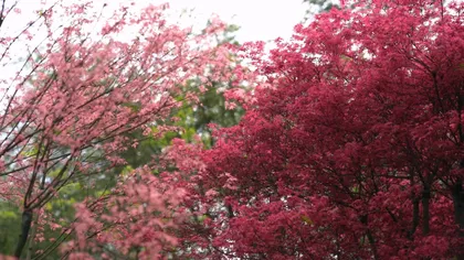 蓝山县云冰山：四月春“枫”正好  游人纷至沓来