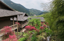 云冰山：四月春“枫”正好