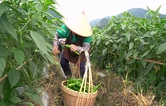 蓝山：椒香四溢采摘忙 田园丰收好光景