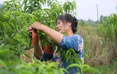 蓝山：初夏桃园农事兴 黄桃套袋正当时