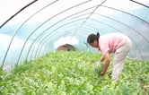 蓝山：3000亩西瓜迎丰收 甜蜜产业促振兴