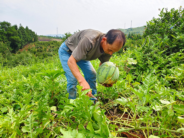 (图片新闻)蓝山县泉塘村:4000余亩西瓜成熟上市3.jpg