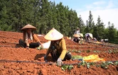 蓝山：千亩红薯定植忙 滴灌助耕拓产业