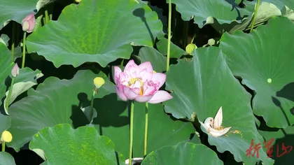 新湖南 | 图片新闻 | 蓝山：荷花初绽乡村美