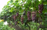 蓝山：夏黑葡萄甜蜜抢“鲜”上市