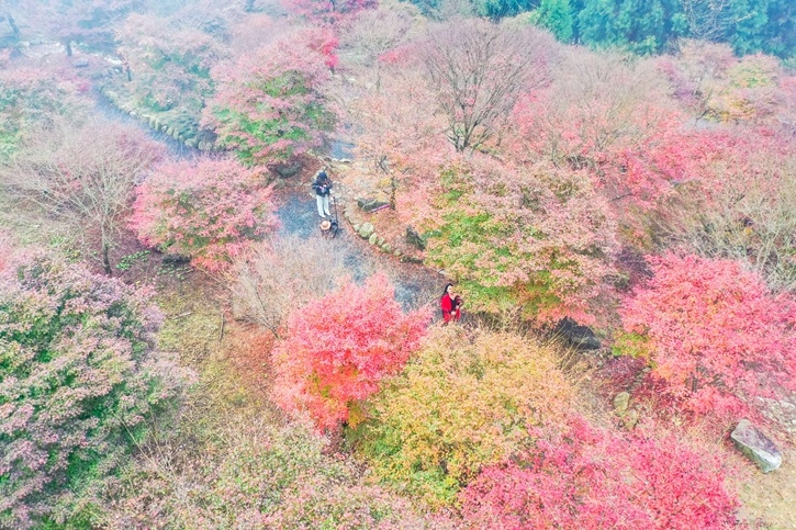 游客在色彩斑斓的枫树林中观赏游玩。