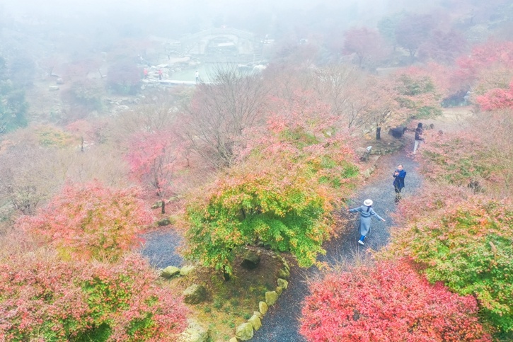 游客在色彩斑斓的枫树林中观赏游玩。
